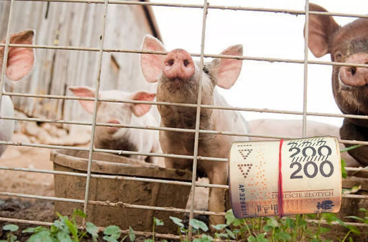 Nawet 100 tys. zł na ochronę gospodarstwa. Ruszył nabór w ARiMR