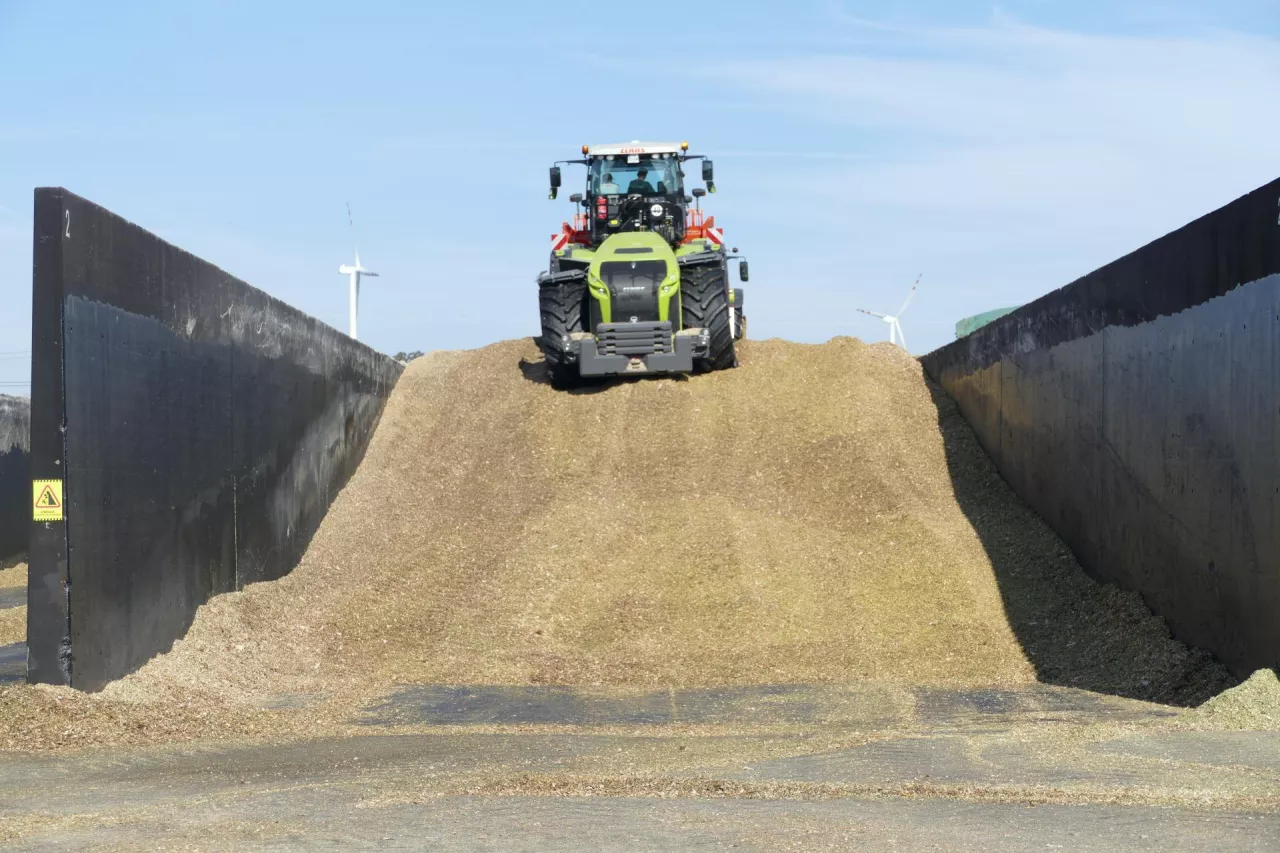 Jak zrobić dobrą kiszonkę z kukurydzy? Tych błędów unikaj