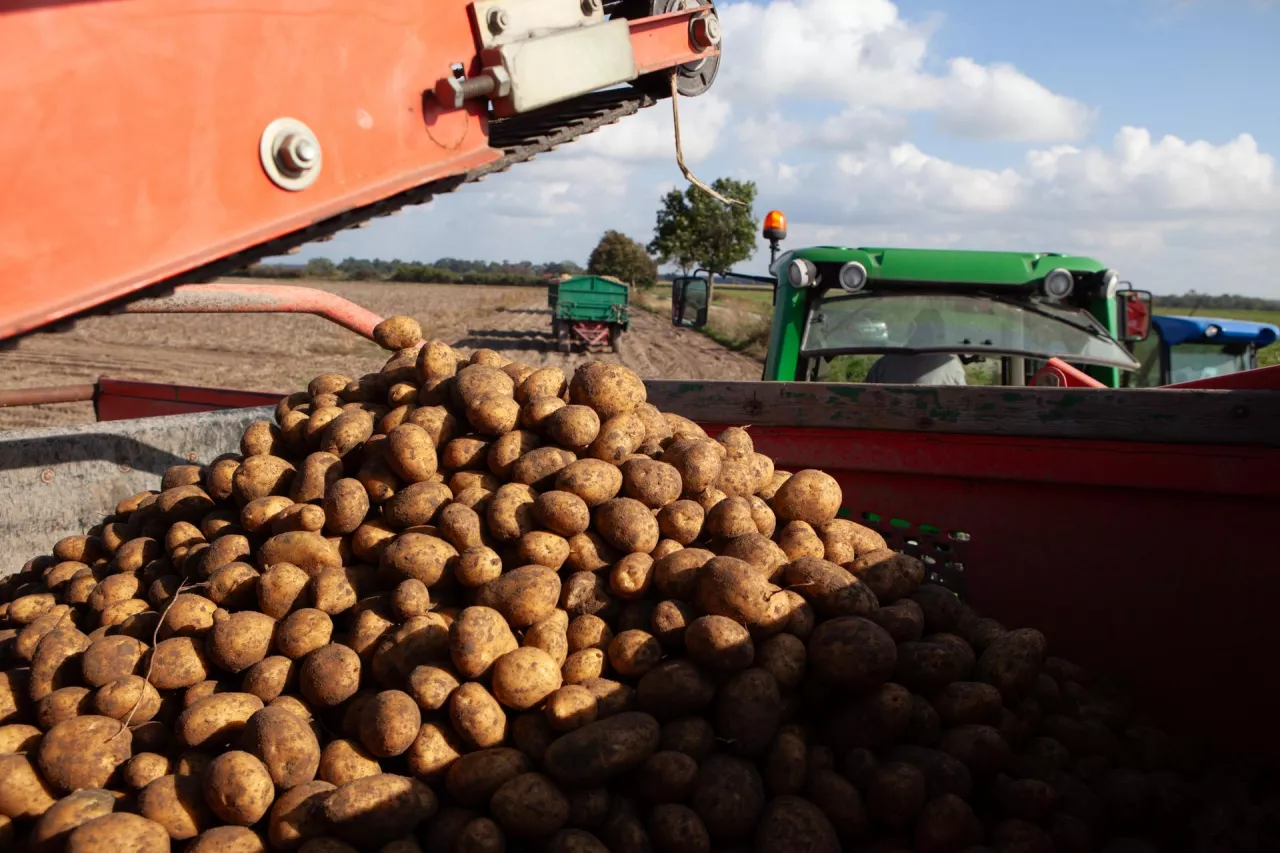 Ziemniaki po 30 groszy? Rolnicy alarmują: to dramat