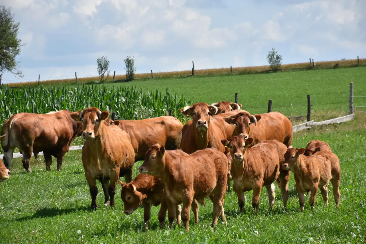 Jakie są ceny bydła w Polsce?