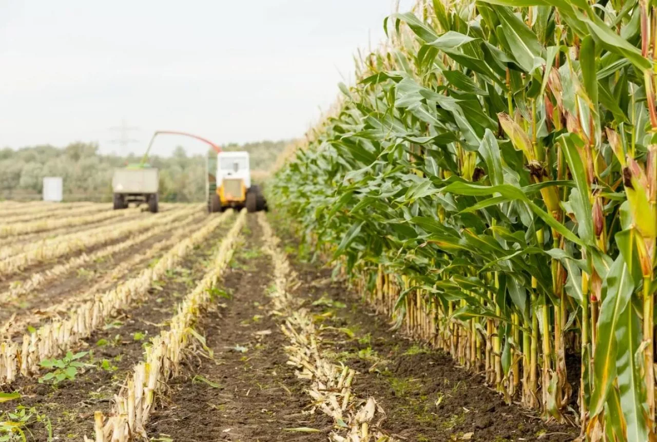 Kiedy zbierać kukurydzę na kiszonkę? Sprawdź optymalny termin