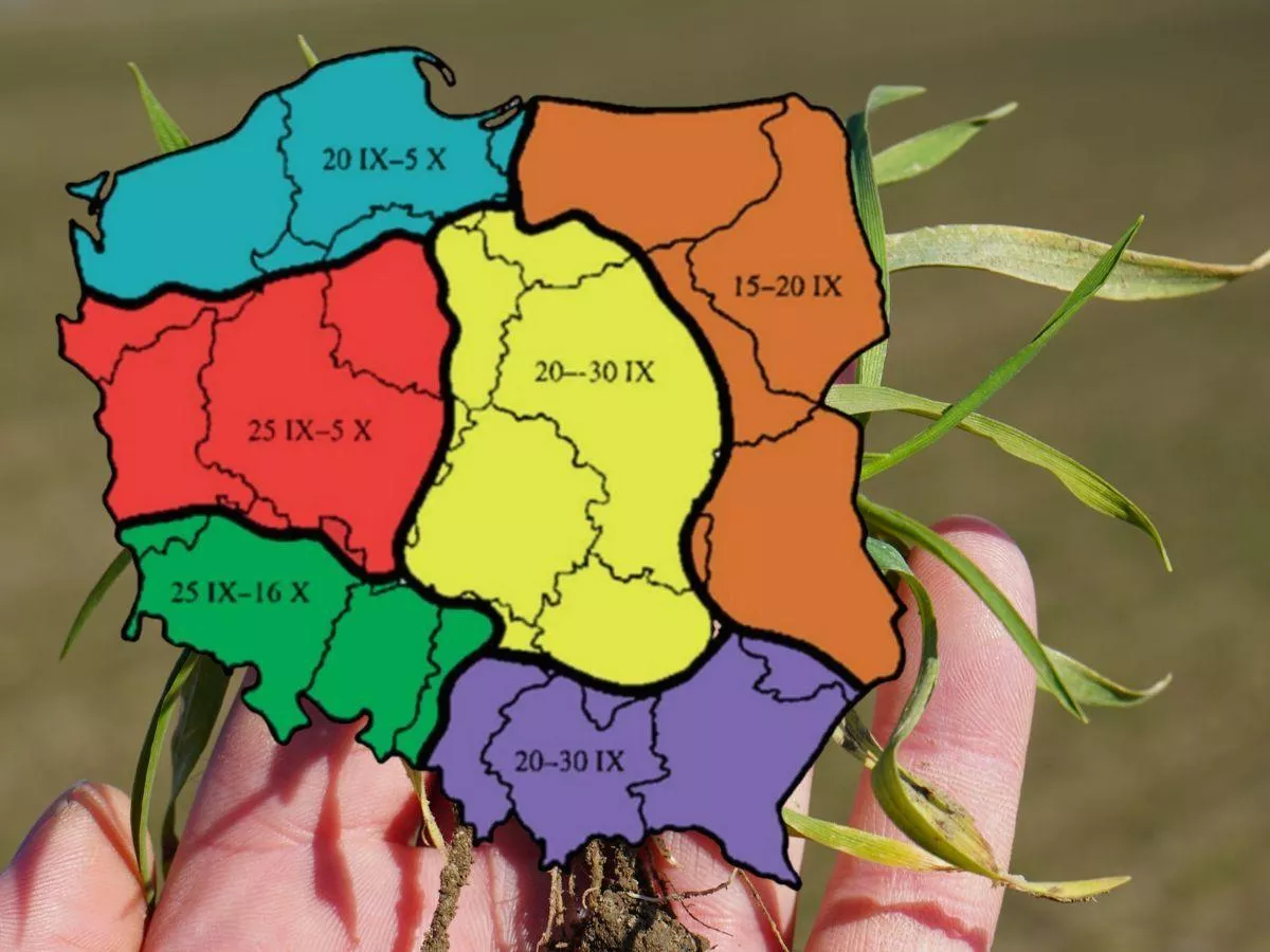 Terminy siewu zbóż ozimych. Klimat się zmienia, zalecenia też