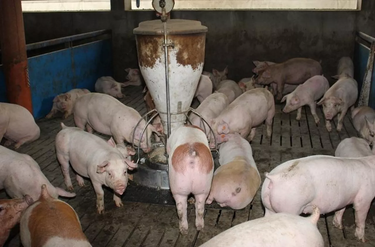 Tuczniki tańsze o 20 gr. Jakie są ceny świń w Polsce? [SONDA]