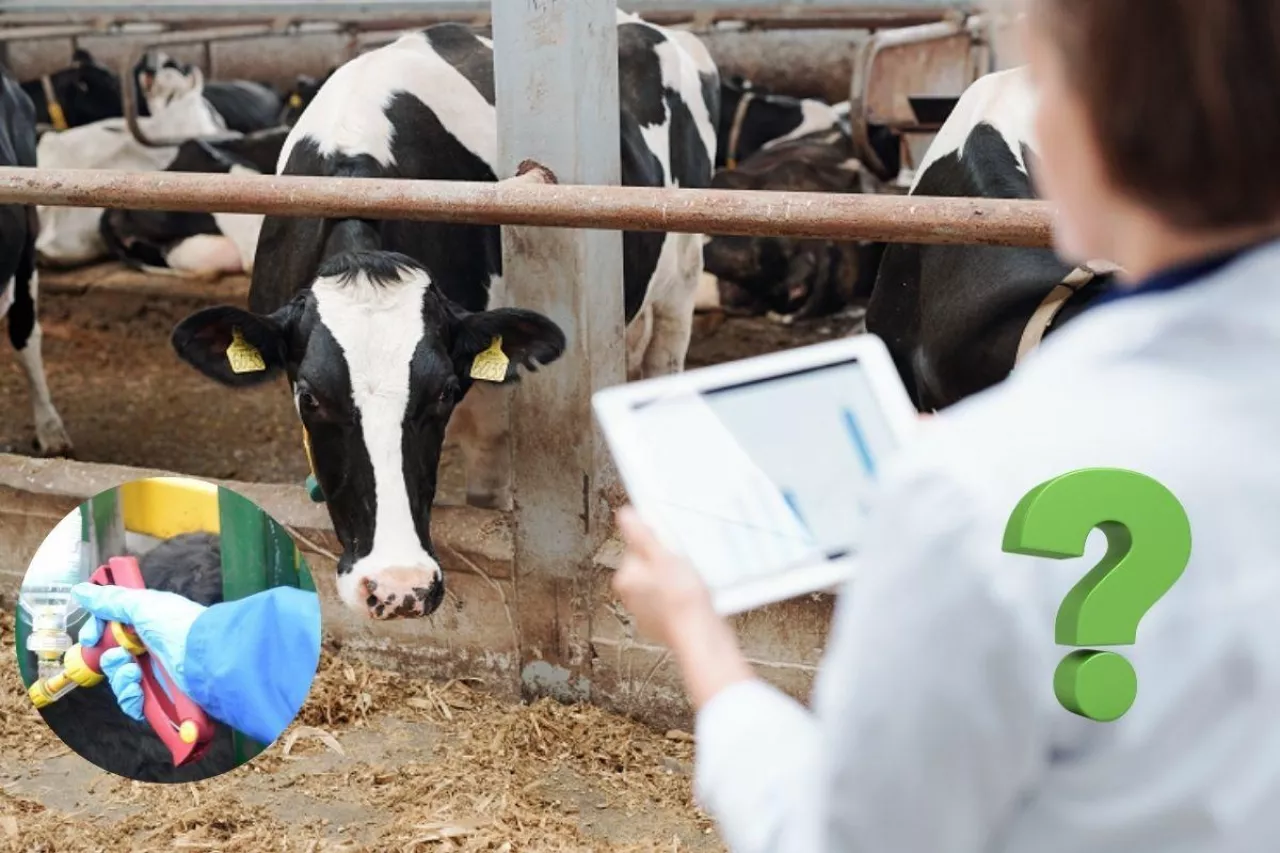 Choroba niebieskiego języka w Polsce: czy strefy wreszcie znikną?