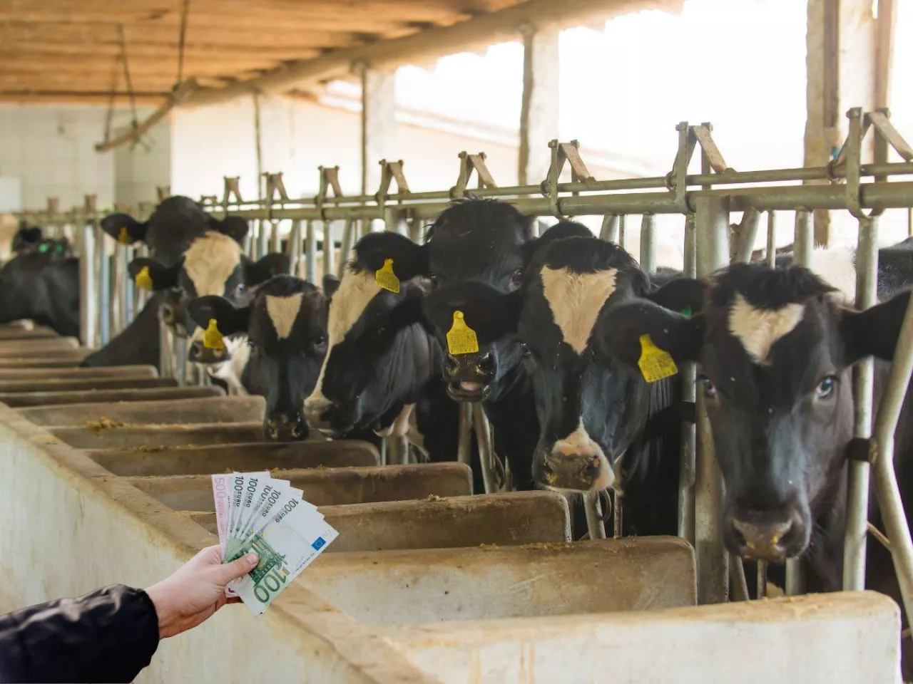 Top 20 największych mleczarni na świecie. Kto na podium?