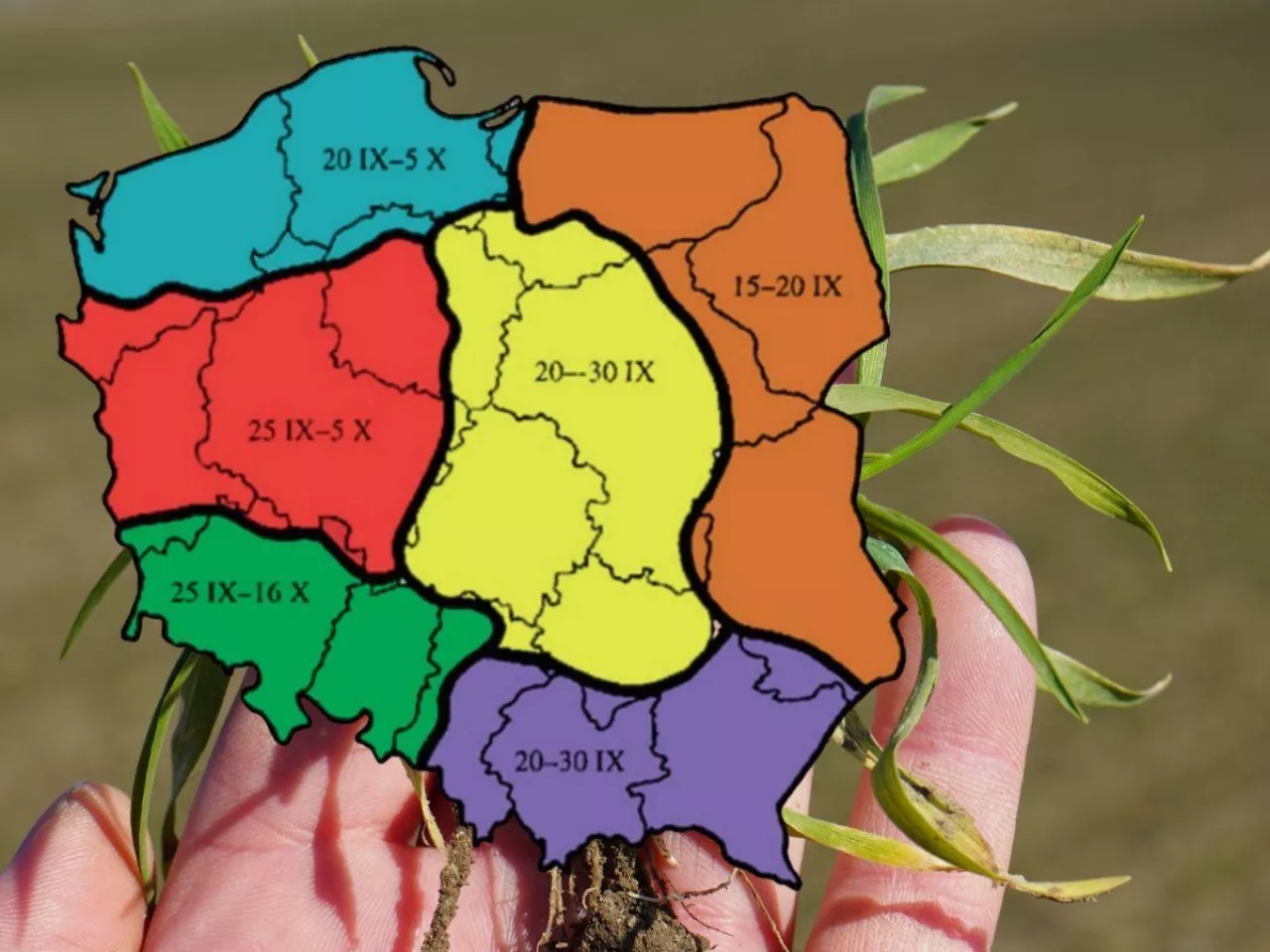 Terminy siewu zbóż ozimych. Klimat się zmienia, zalecenia też