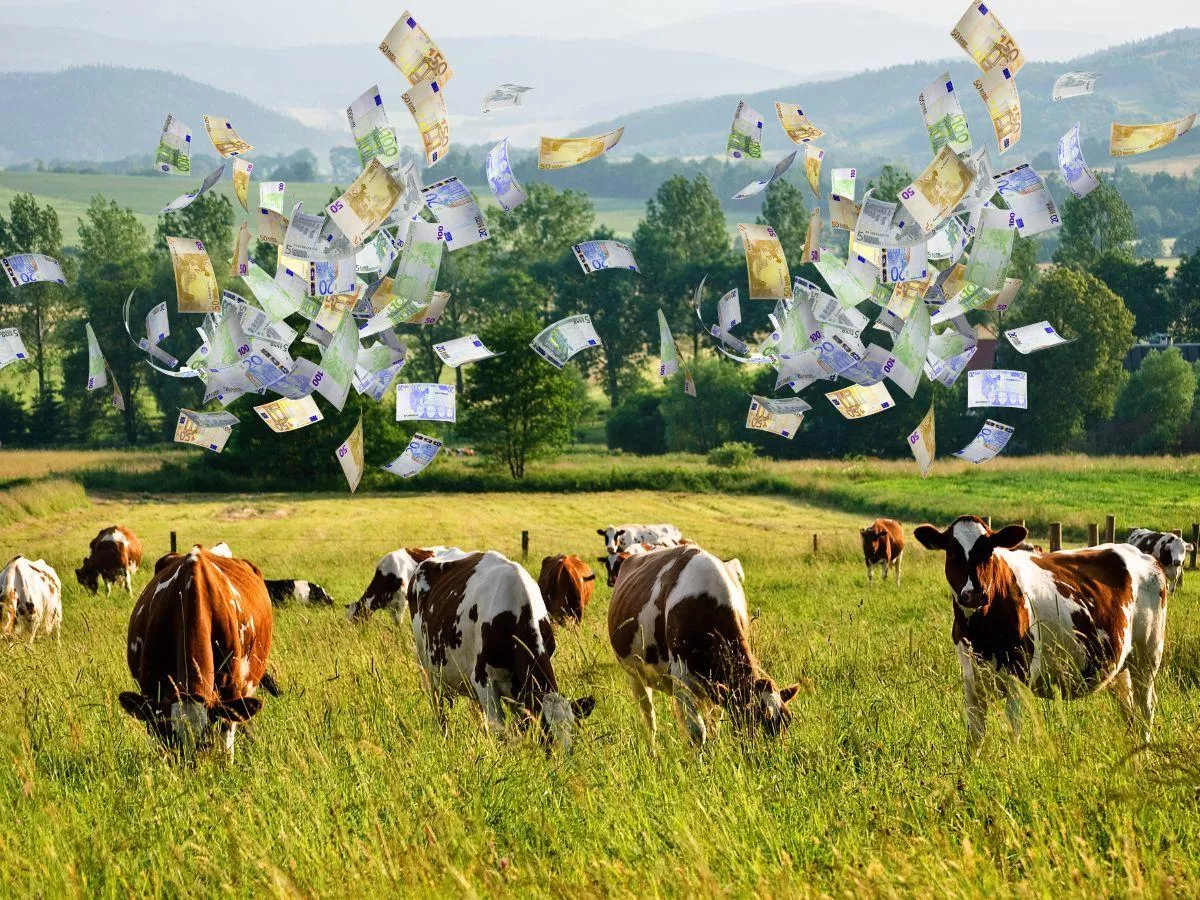 Ceny mleka ekologicznego biją rekordy. Rolnicy zacierają ręce