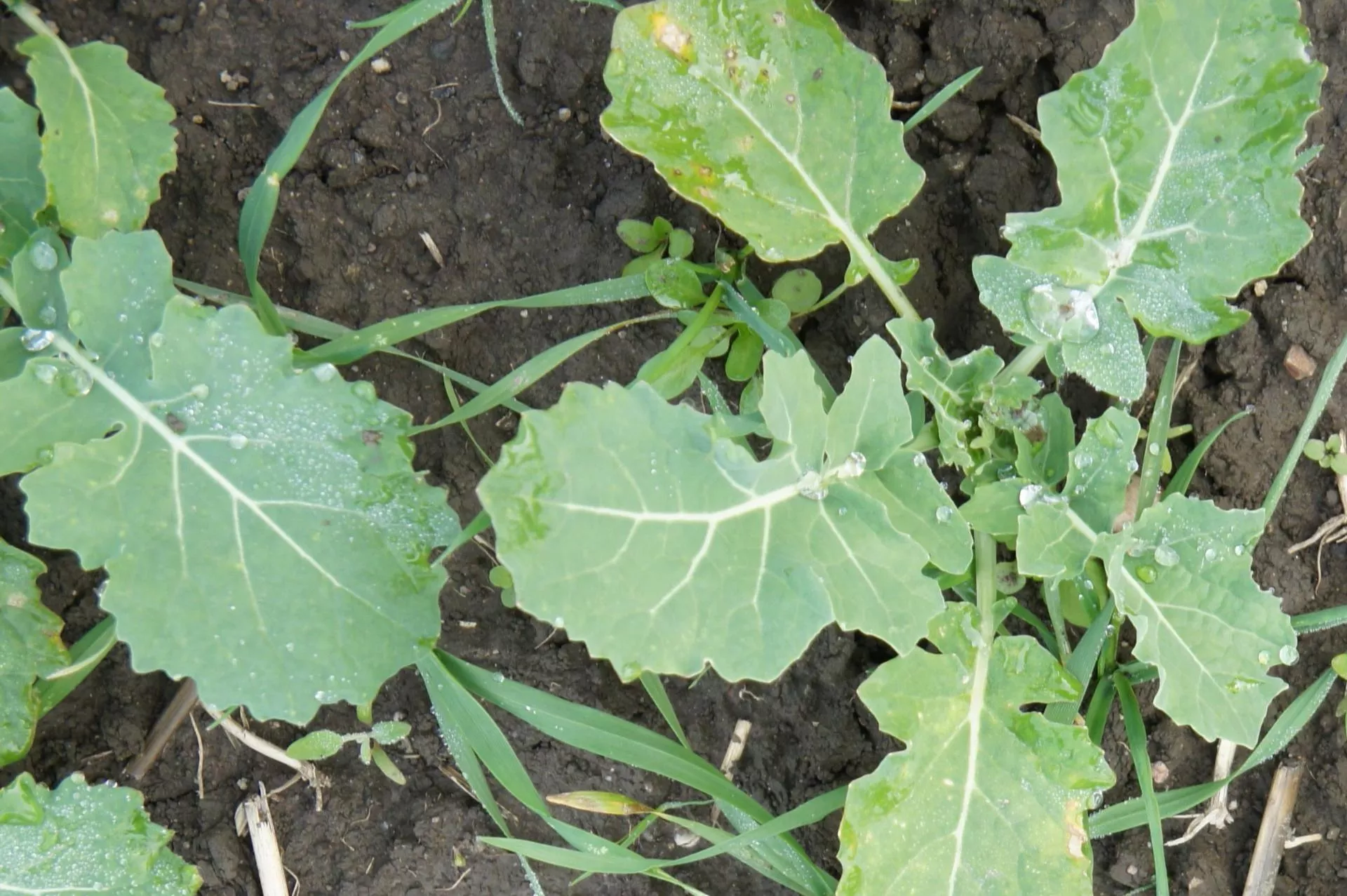 Chwasty w rzepaku? Sprawdź, kiedy wykonać korektę powschodową