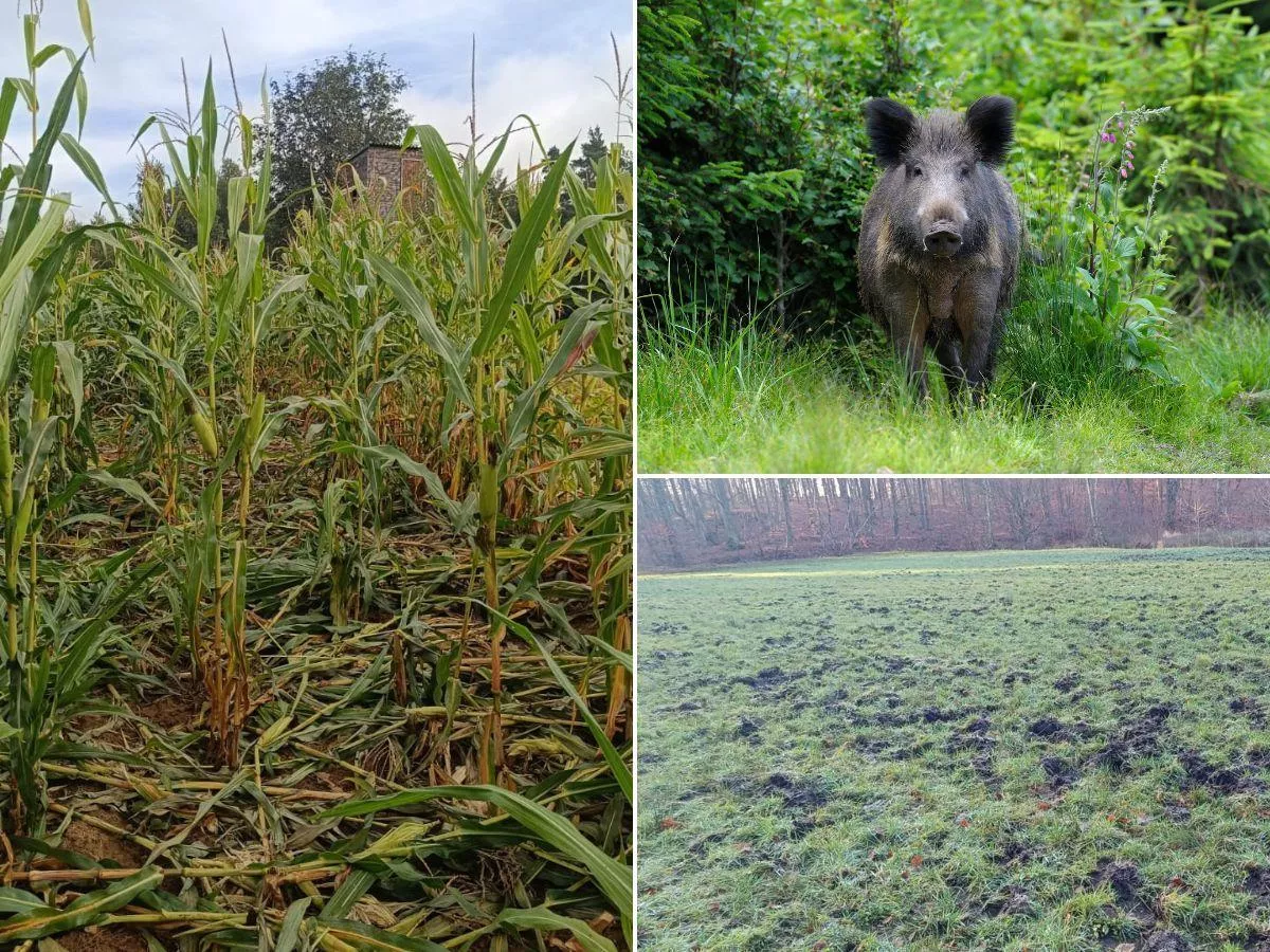 Rolnicy bez praw na własnej ziemi? „Myśliwi decydują, a rolnik ponosi straty”