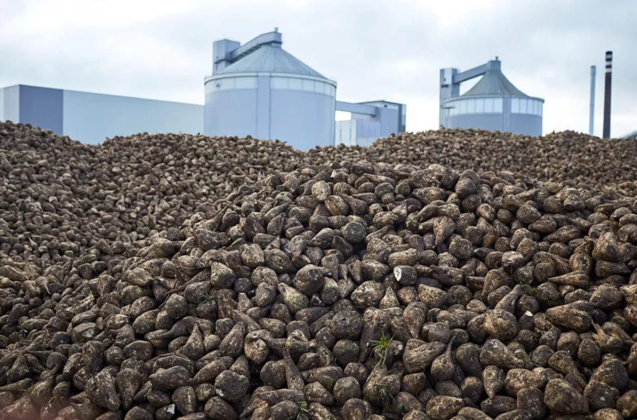 Kampania buraczana 2025: mniej buraków i gorsza jakość. A jakie ceny?