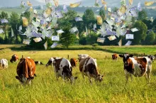 Ceny mleka ekologicznego biją rekordy. Rolnicy zacierają ręce