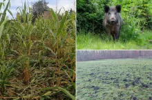 Prawo łowieckie do gruntownej zmiany