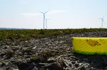 Zółte naczynia całej prawdy nie powiedzą, ale są pomocne i tanie. Powinny „pracować” od skończonych żniw rzepaku do nastania mrozów, a potem już od lutego do końca wegetacji