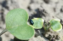 mały czarny robaczek na liściu rzepaku