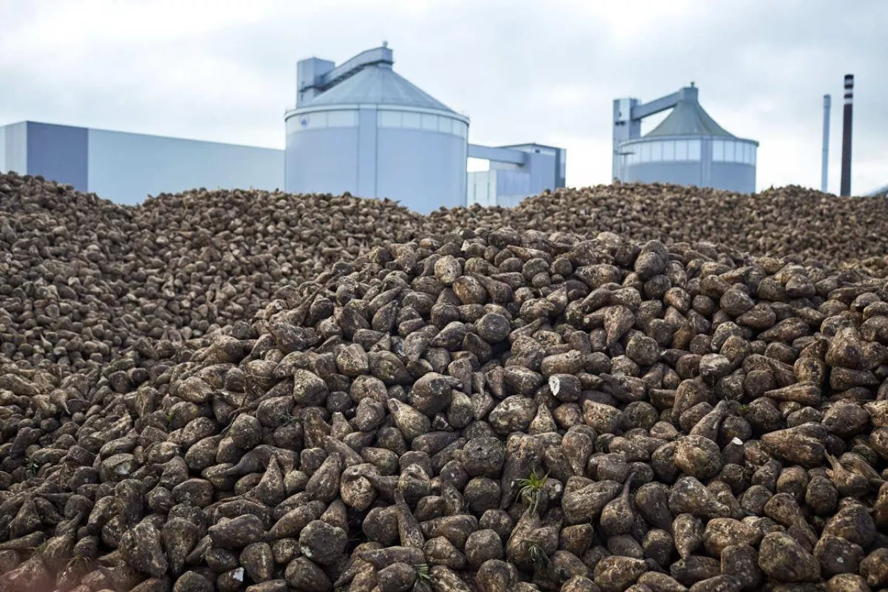 Kampania buraczana w Pfeifer & Langen Polska wystartowała 23 sierpnia