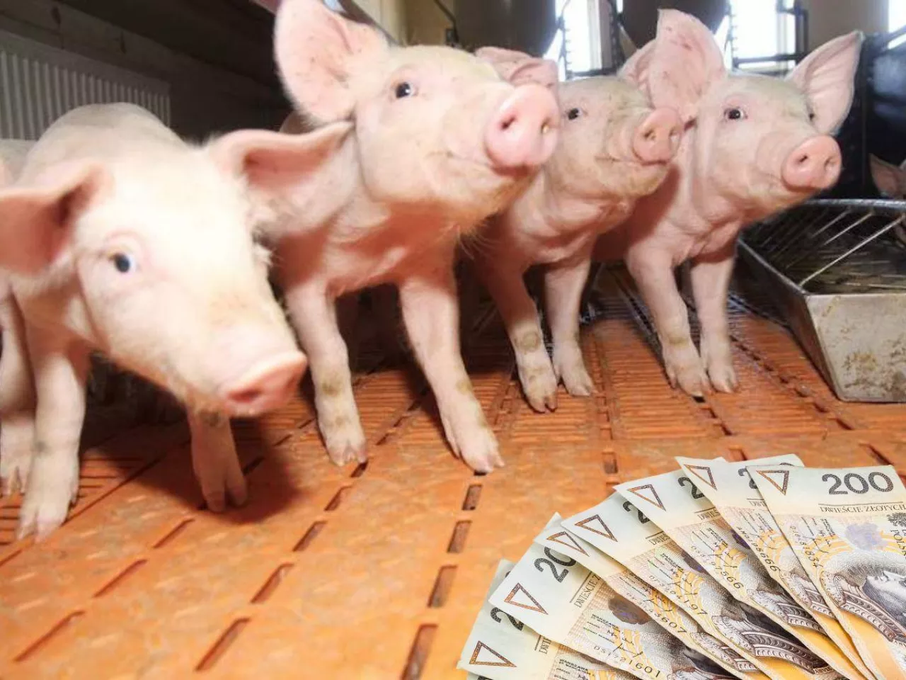 Jakie są ceny prosiąt na początku maja 2025? [SONDA]