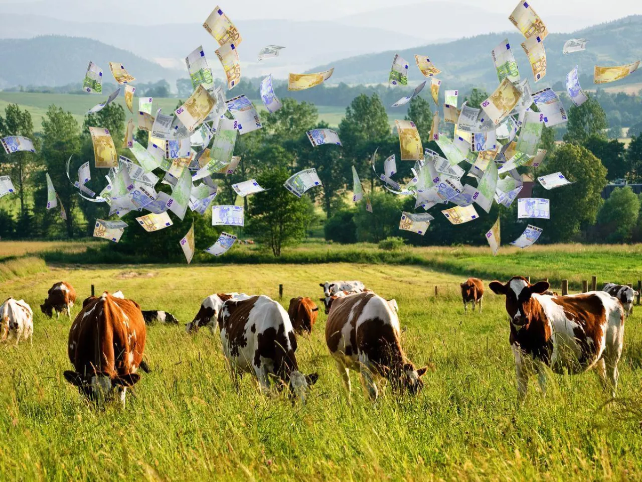 Ceny mleka ekologicznego biją rekordy. Rolnicy zacierają ręce