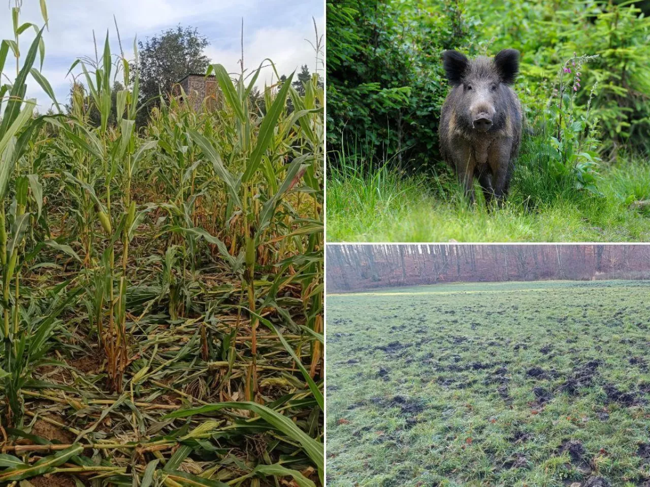 Prawo łowieckie do gruntownej zmiany