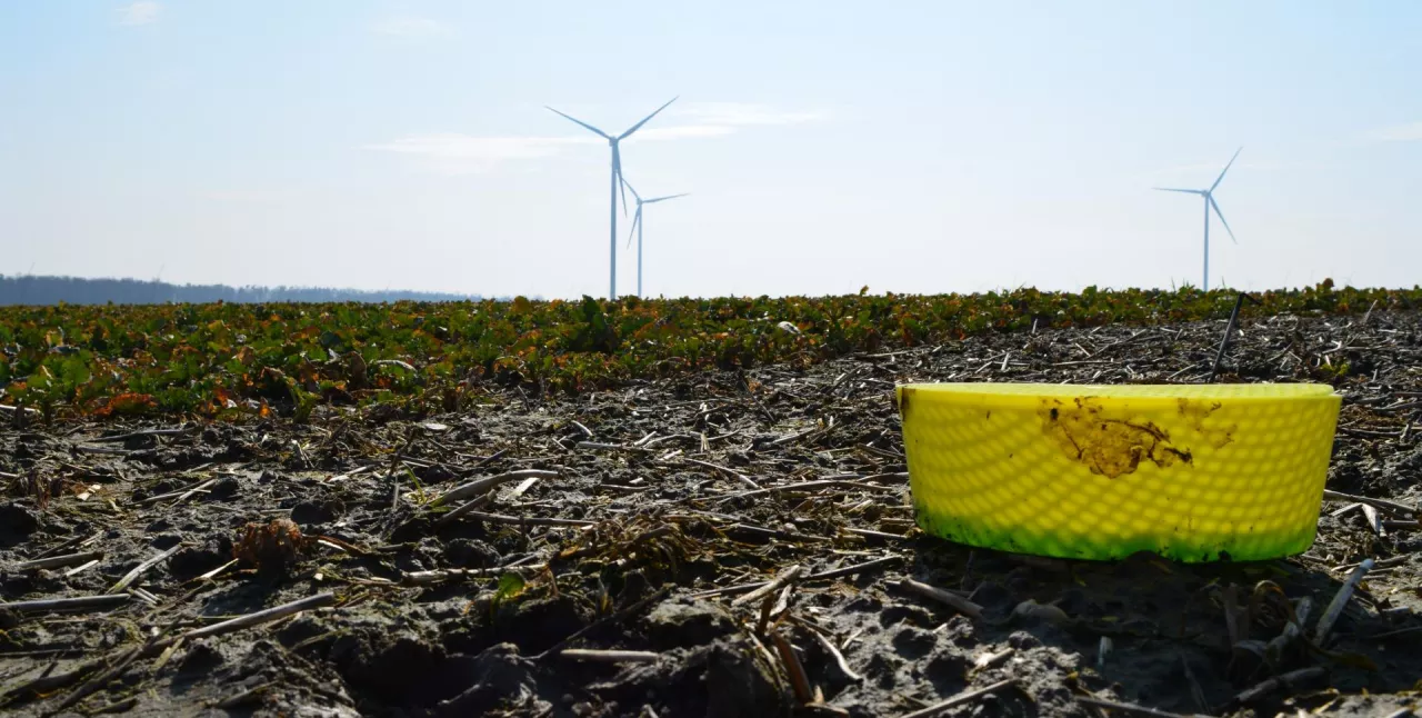 Zółte naczynia całej prawdy nie powiedzą, ale są pomocne i tanie. Powinny „pracować” od skończonych żniw rzepaku do nastania mrozów, a potem już od lutego do końca wegetacji