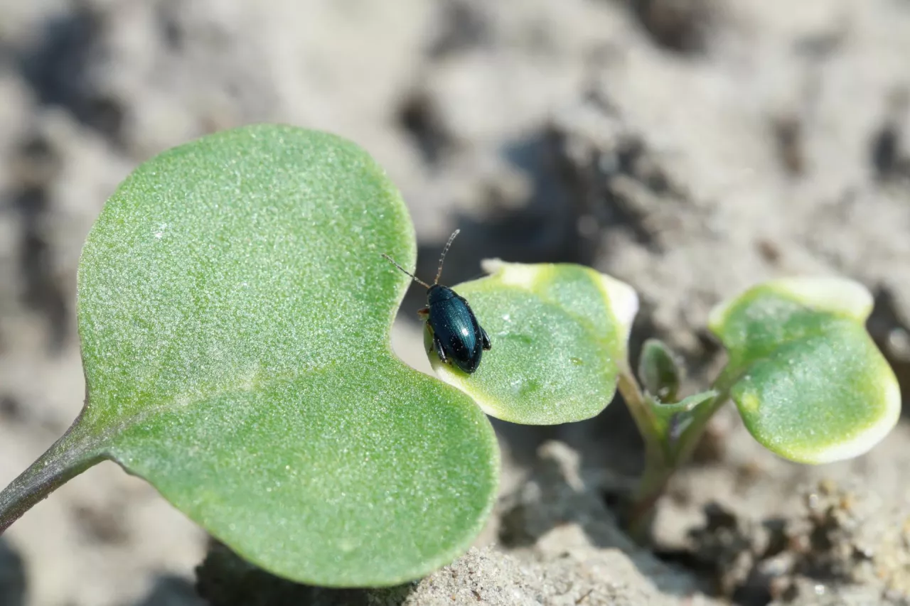 mały czarny robaczek na liściu rzepaku