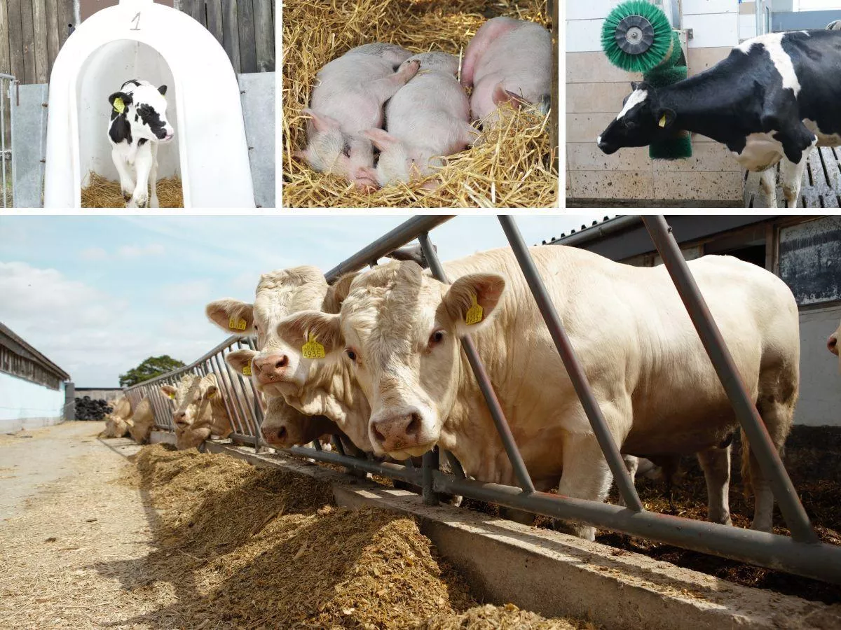 Dobrostan zwierząt 2025: o jakich terminach musi pamiętać rolnik, żeby nie stracić dopłat?