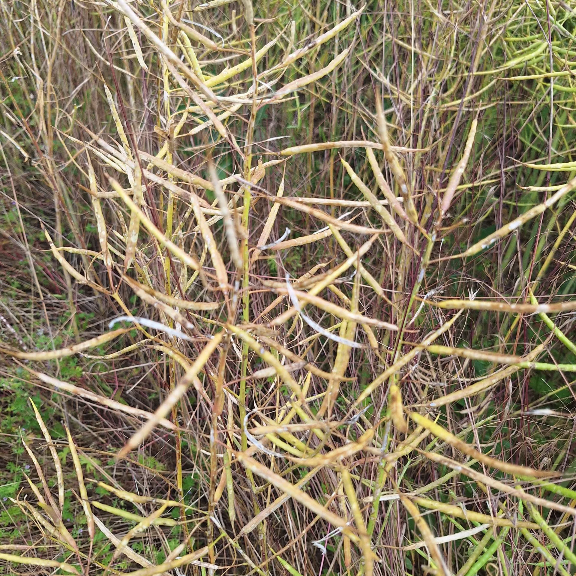 Spór o rzepak w Świętokrzyskiem. Komisja zaniżała straty?