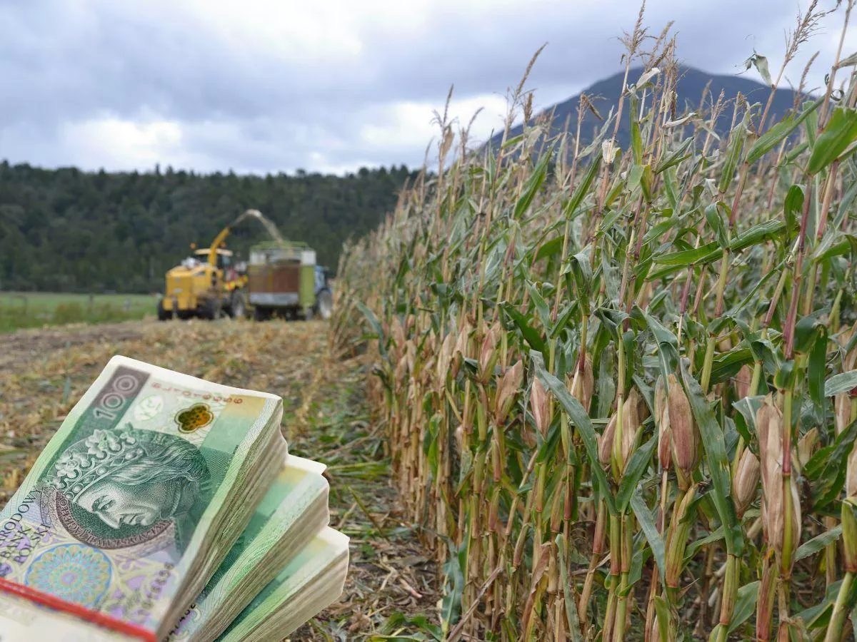 Ceny usług rolniczych we wrześniu 2025. Ile za koszenie kukurydzy, a ile siew?