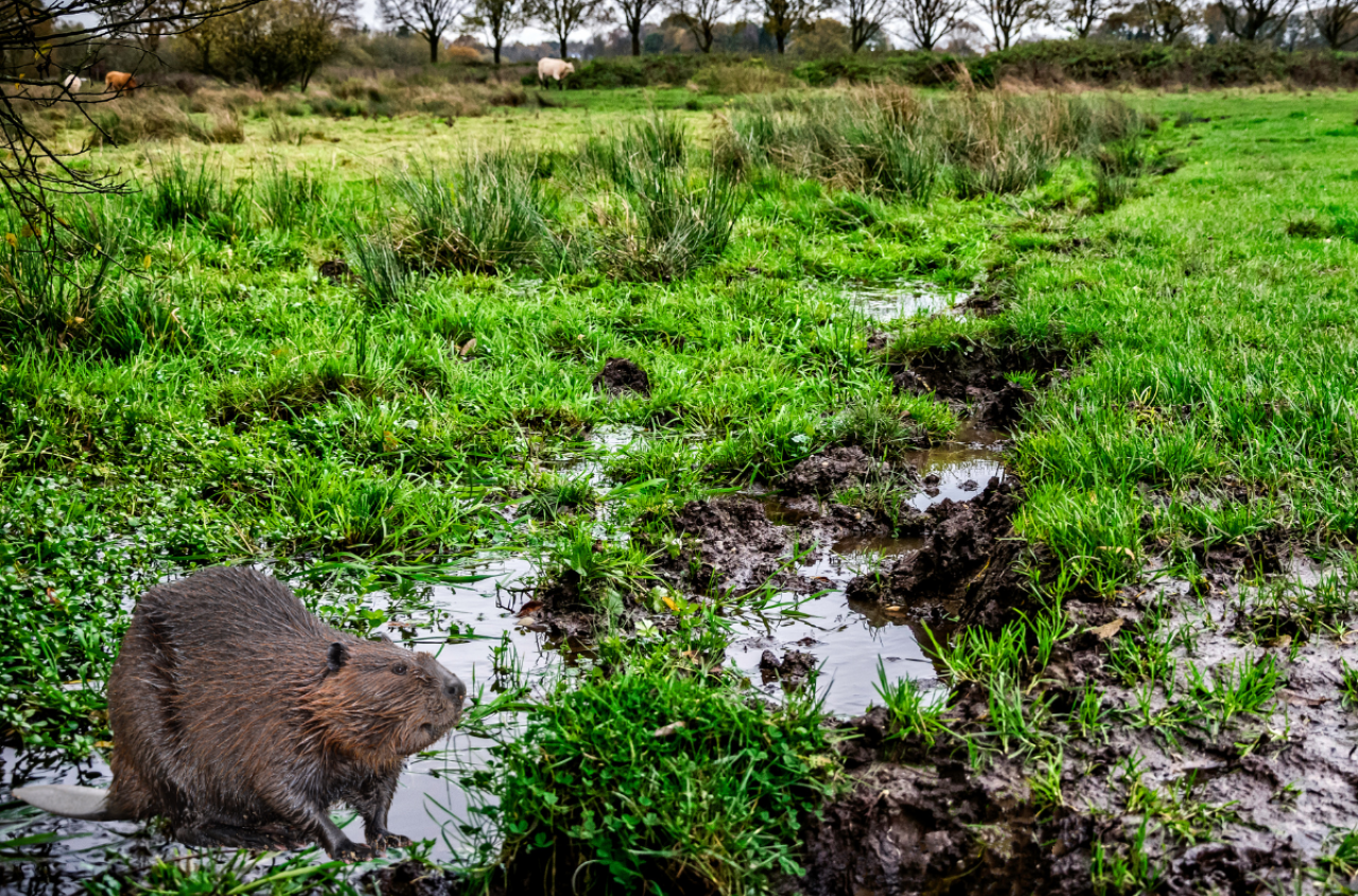Rolnicy dostaną dopłaty bobrowe? Nowy pomysł wywołał burzę