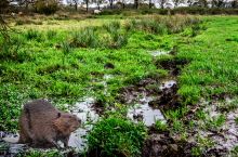 Rolnicy dostaną dopłaty bobrowe? Nowy pomysł wywołał burzę