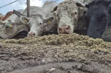 Huk płoszy krowy. Ministerstwo: pomoże ustawa o produkcyjnej funkcji wsi