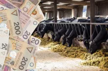 Ceny mleka wzrosną? Odpowiedź już w październiku