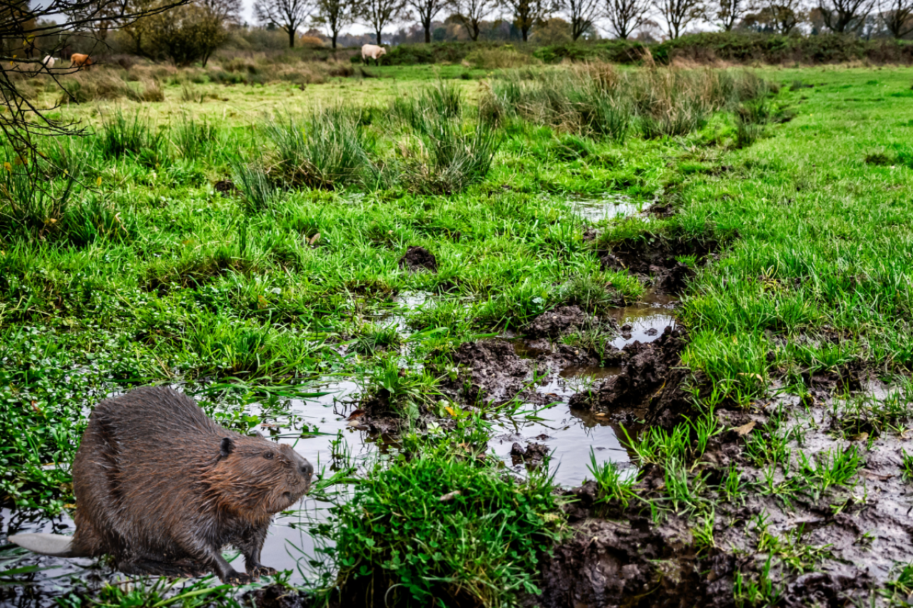 Rolnicy dostaną dopłaty bobrowe? Nowy pomysł wywołał burzę