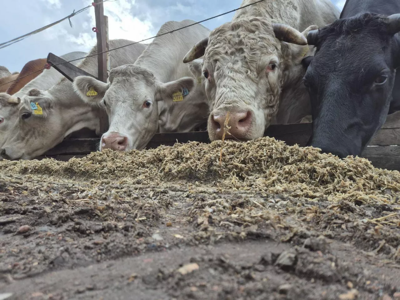 Huk płoszy krowy. Ministerstwo: pomoże ustawa o produkcyjnej funkcji wsi
