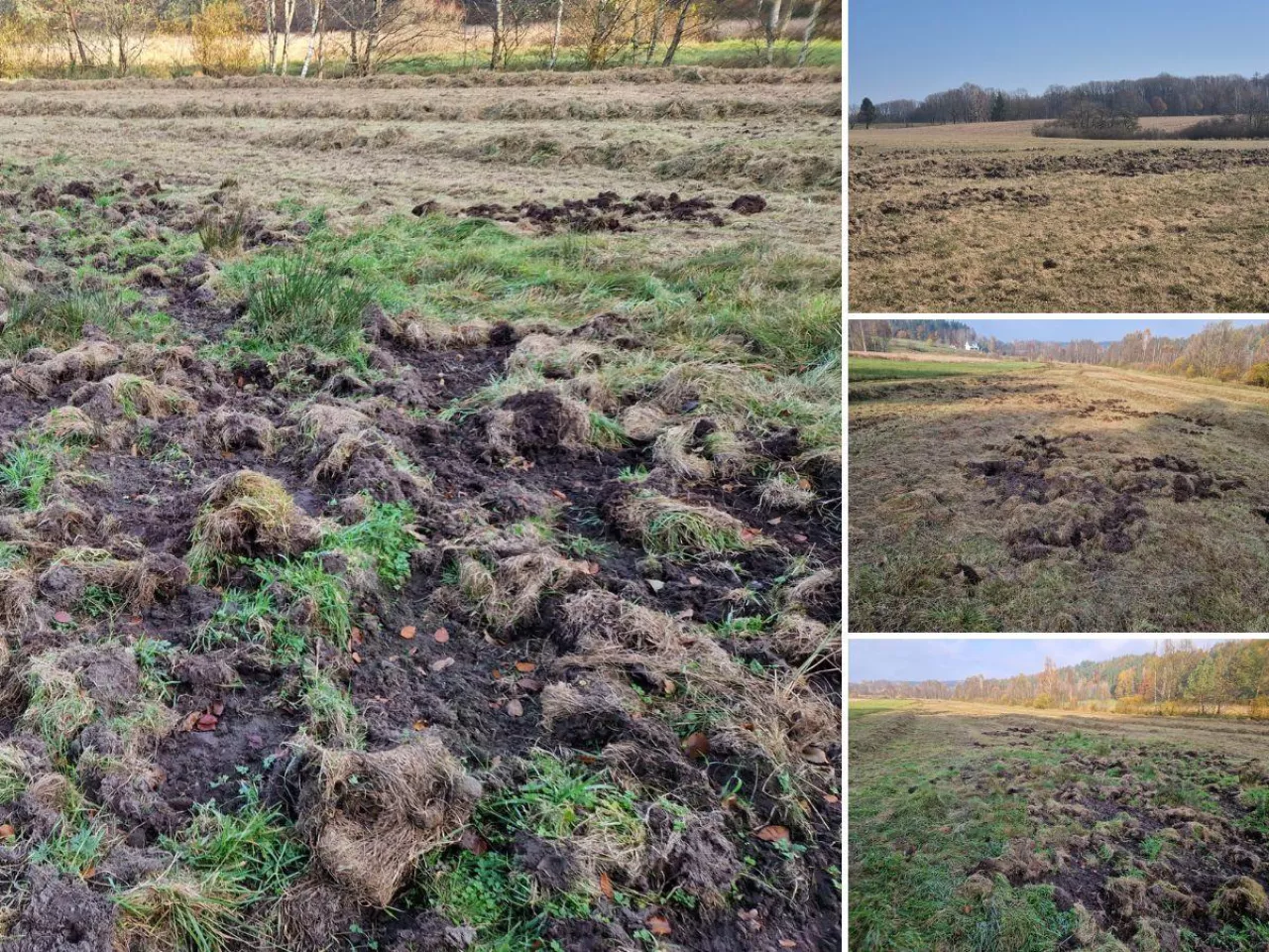 Rolnicy zostali bez paszy. „Za 47 złotych nie naprawię łąki”