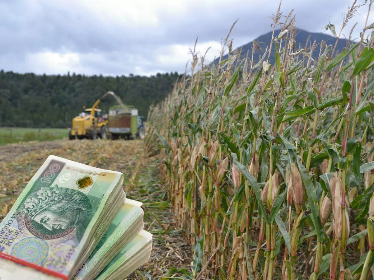 Ceny usług rolniczych we wrześniu 2025. Ile za koszenie kukurydzy, a ile siew?