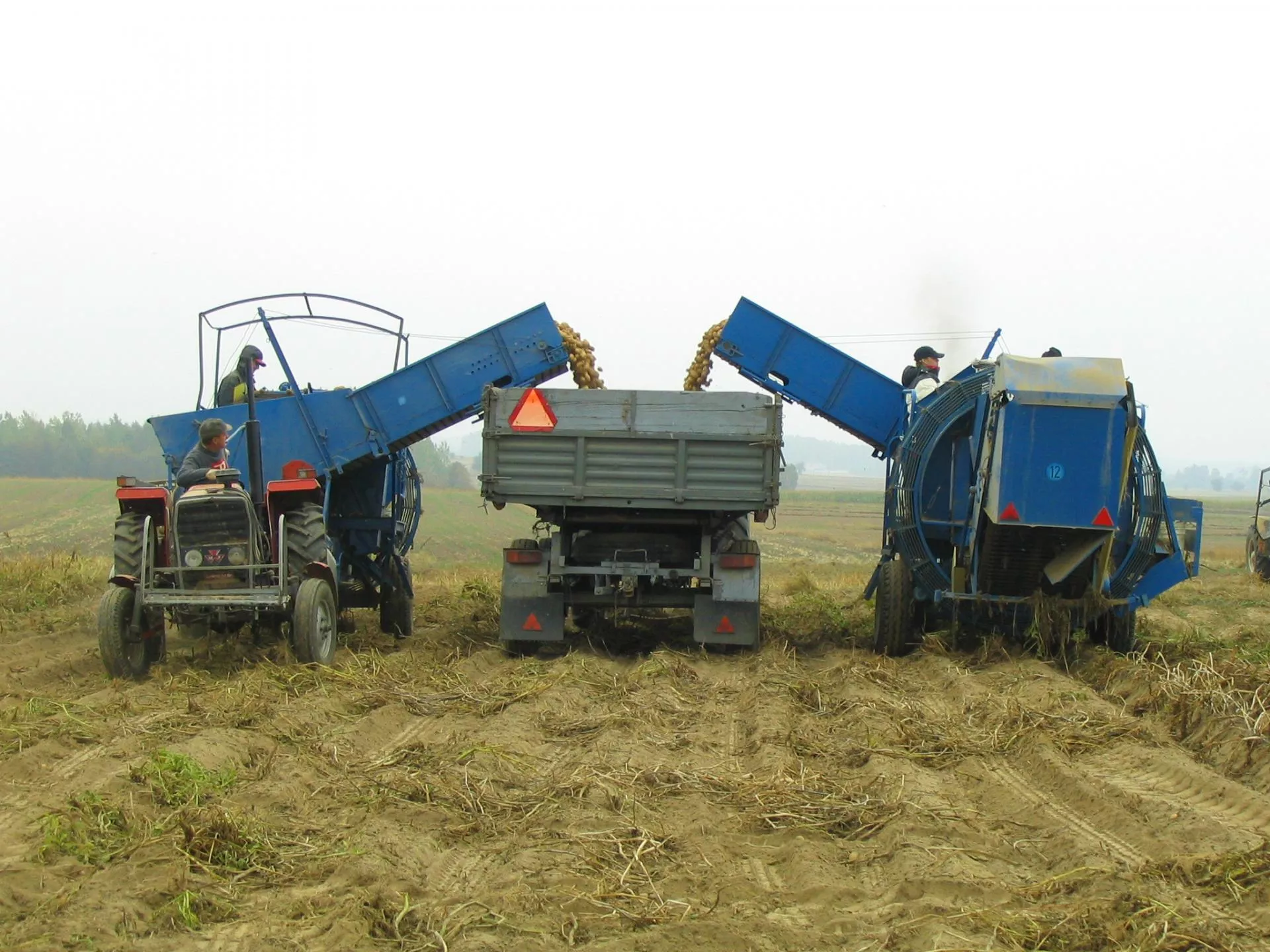 Cena ziemniaków szokuje. 45 gr dla rolnika, a w sklepie choćby 6 razy więcej