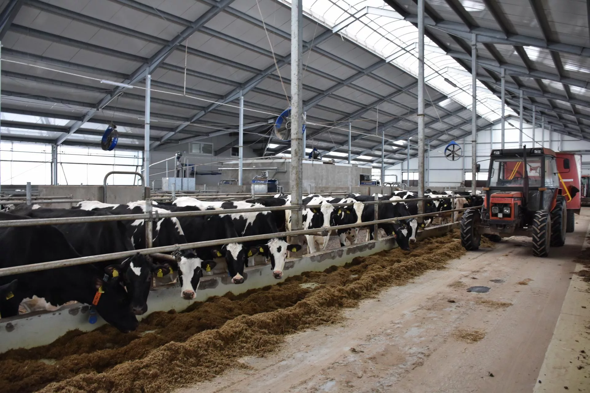 Jak żywieniem zadbać o zdrowie krów? Praktyczne wskazówki prof. Kowalskiego