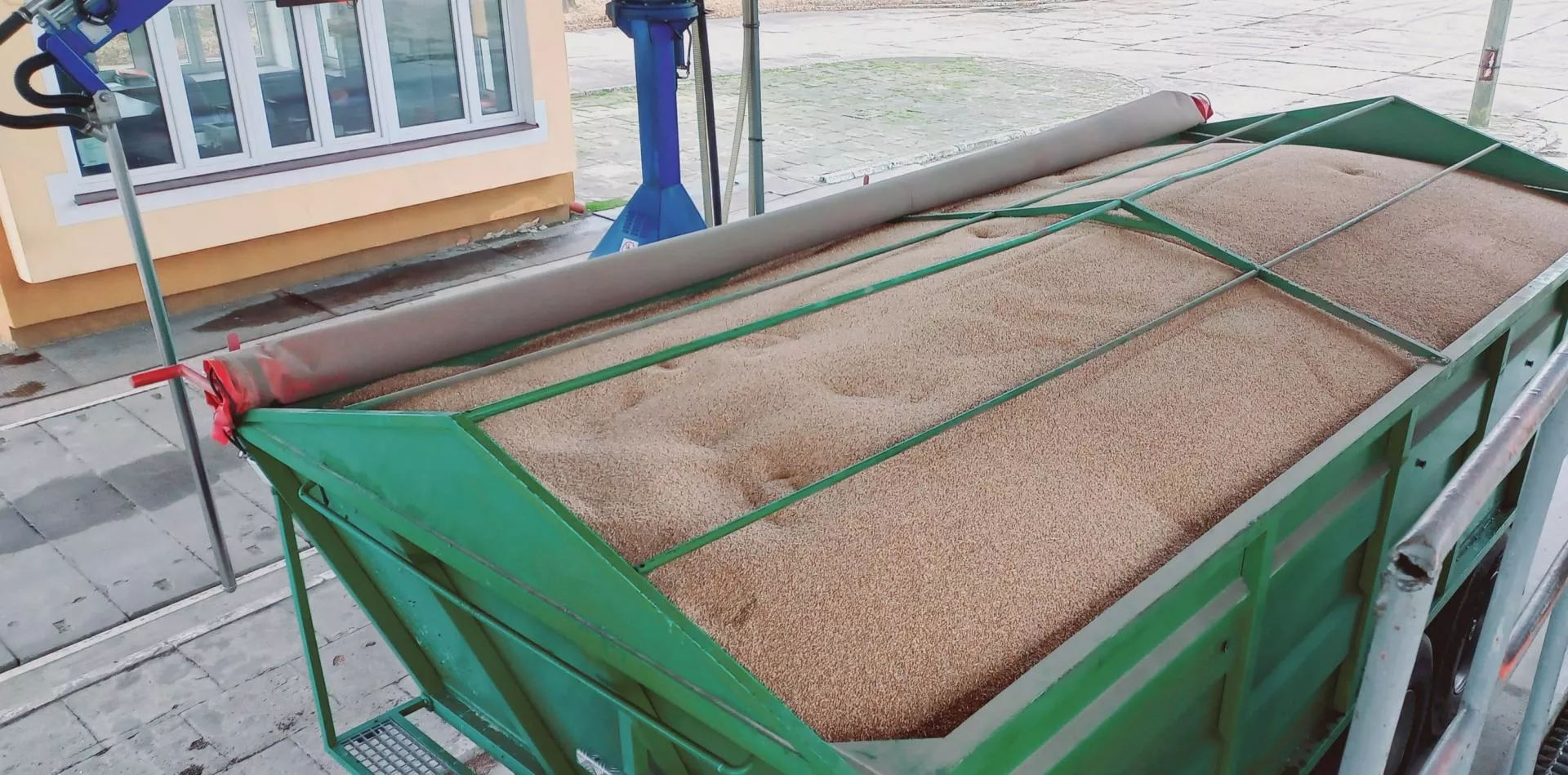 Pszenica tańsza choćby o 30 zł. Jakie są ceny zbóż i rzepaku? [SONDA]