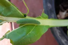 Szkodnik bielinek rzepnik na liściu rzepaku