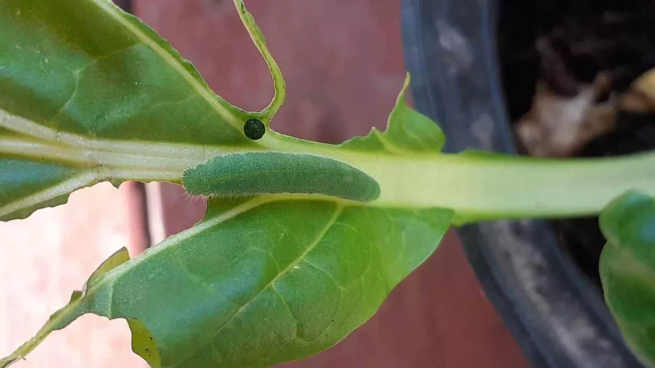 Szkodnik bielinek rzepnik na liściu rzepaku