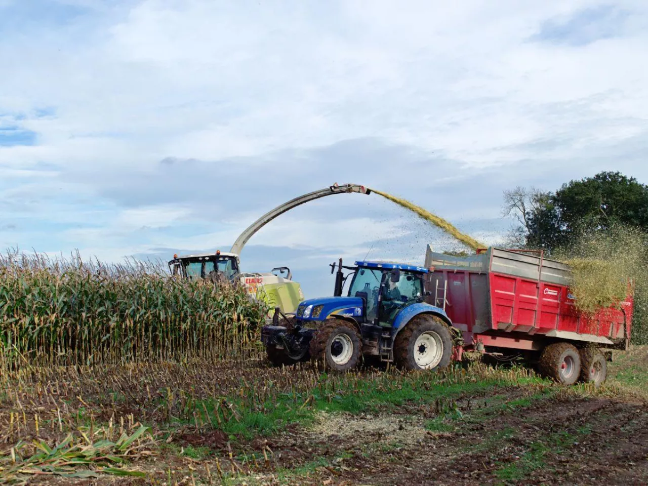 Sieczkarnie ruszyły w pola. Gdzie rolnicy już koszą kukurydzę na kiszonkę?