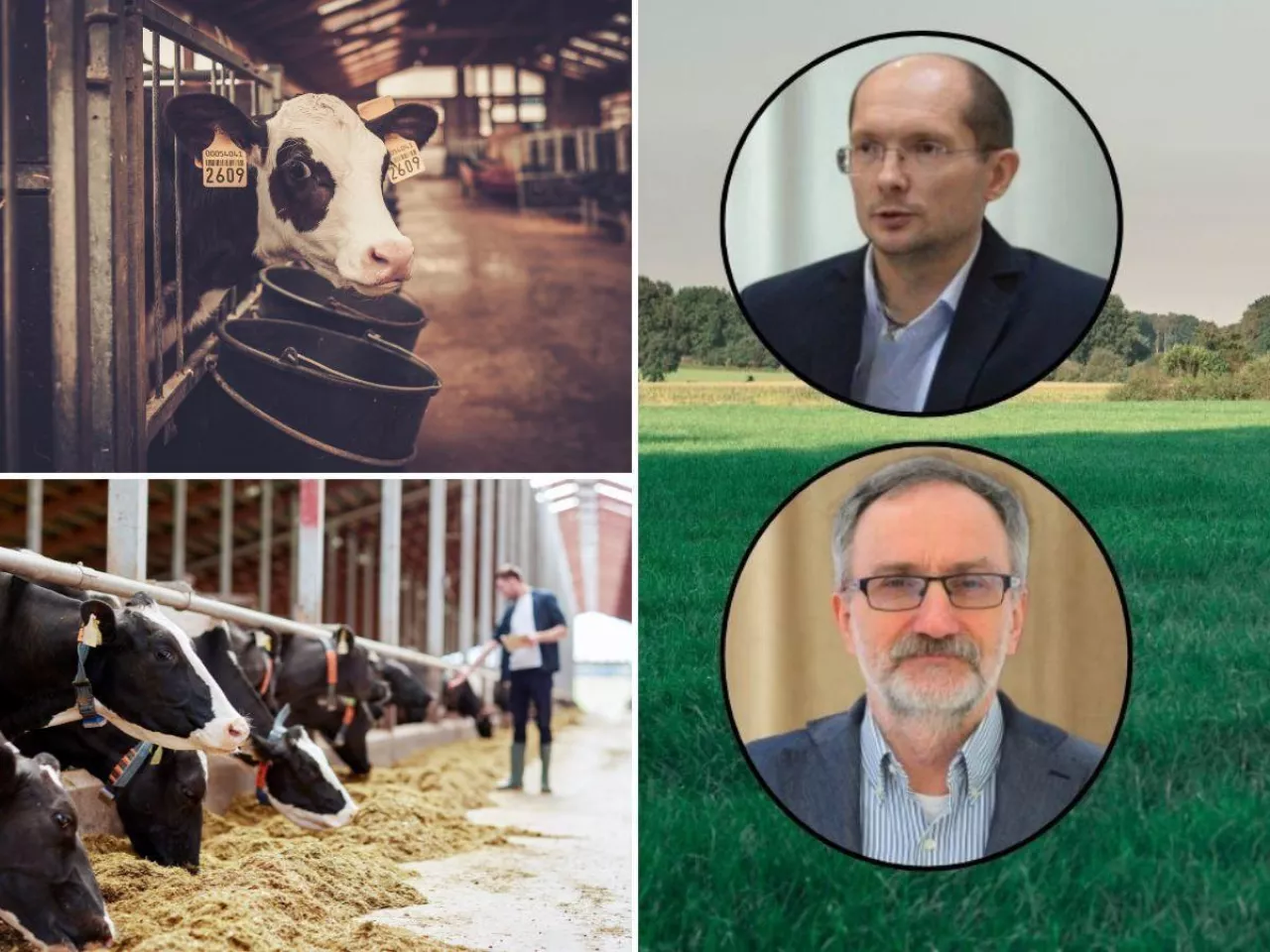 Odchów cieląt i żywienie krów bez tajemnic. Prof. Kowalski i dr Górka zaskoczą hodowców?