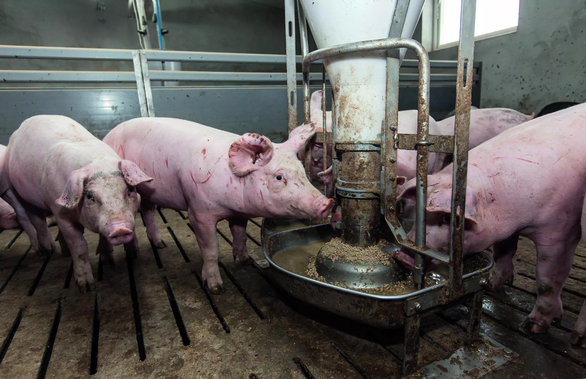 Tuczniki w dół. Jakie są ceny świń na początku września 2025? [SONDA]