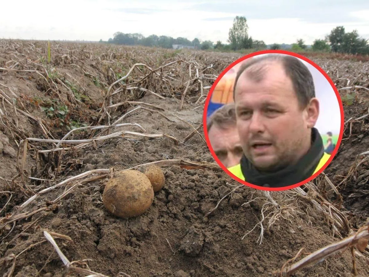 Polska tonie w ziemniakach z importu, a rolnicy dostają 30 gr. za kg