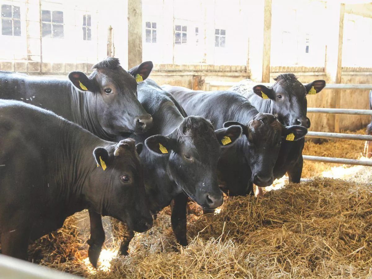 Bydło droższe niż luksusowe auta. Rekordowa cena za jałówkę