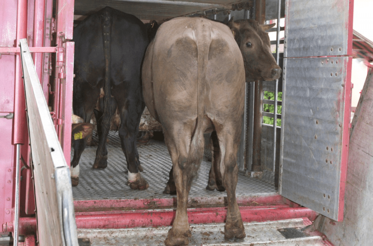 Ile zwierząt trafia do polskich ubojni? Ile ubija się rytualnie?