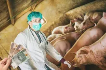 Chcą jeść mięso, ale blokują chlewnie. Rolnicy pod ścianą