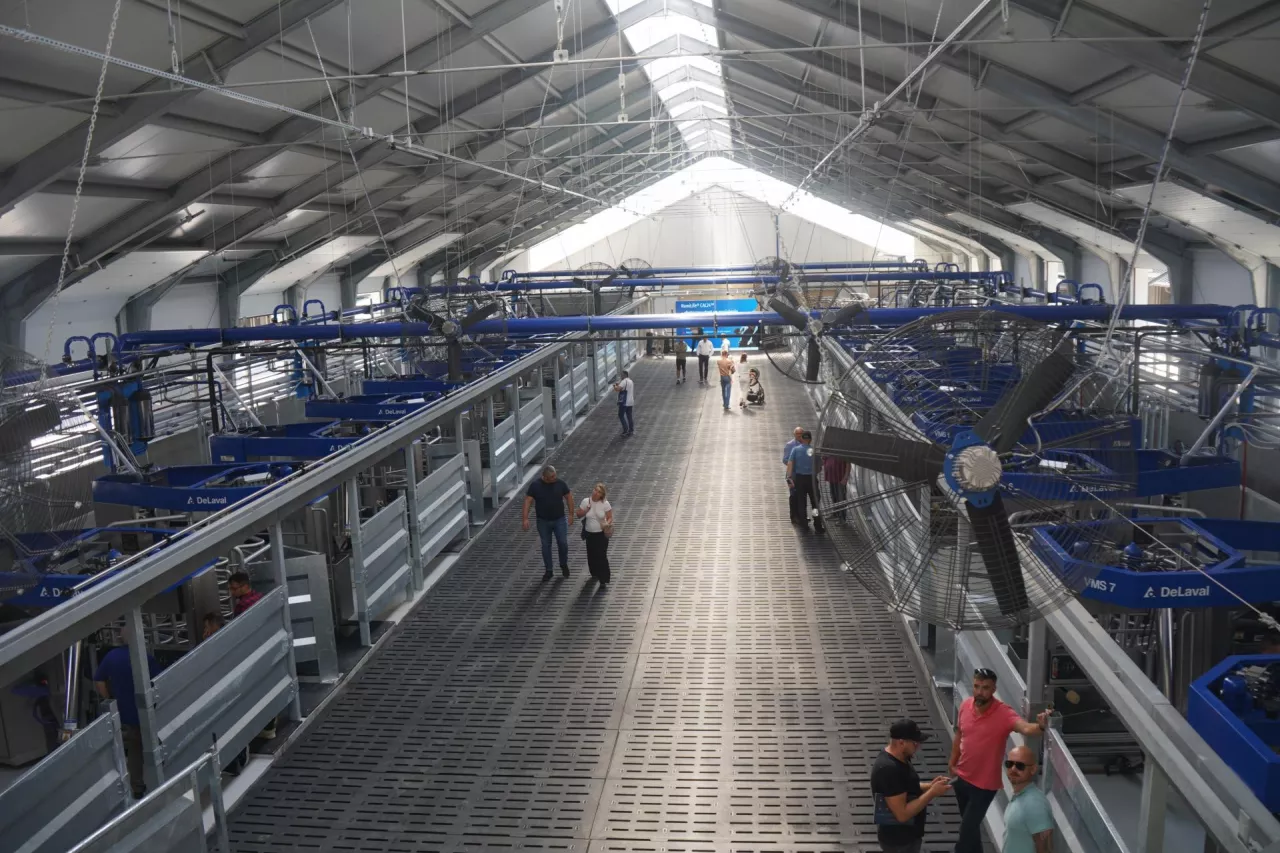 24 roboty udojowe w jednej dojarni