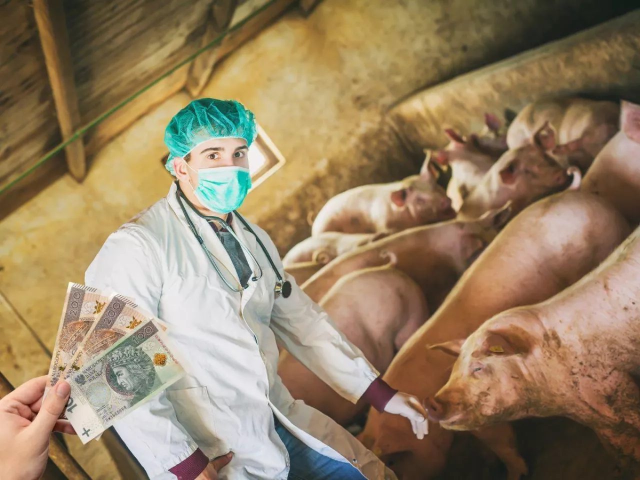 Chcą jeść mięso, ale blokują chlewnie. Rolnicy pod ścianą