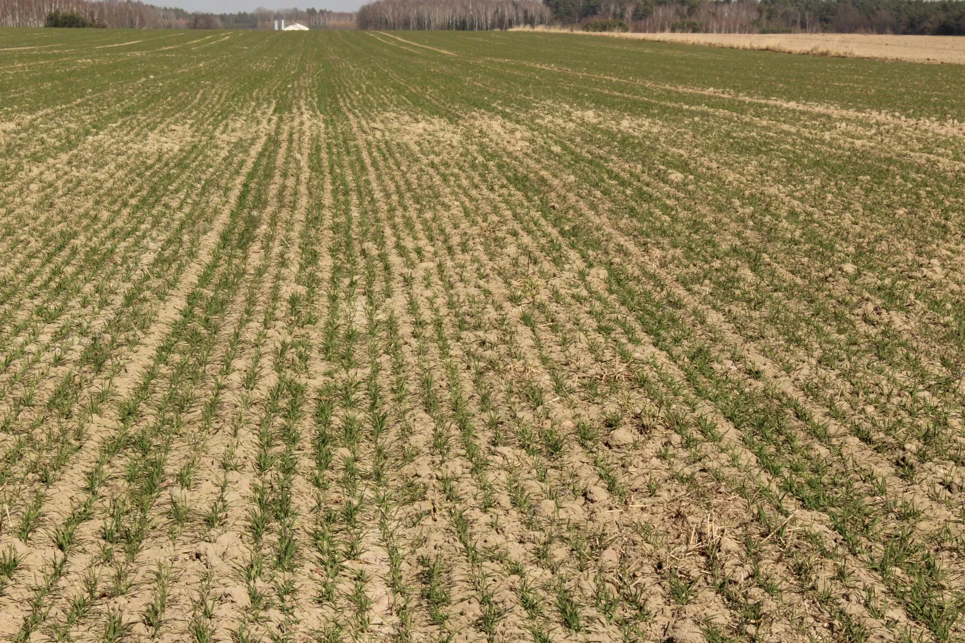 Siew zbóż ozimych. Ekspert radzi, kiedy warto opóźnić termin